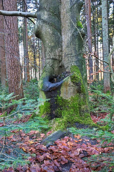 Foto | Bild: Waldlandschaft.
Format: JPG | 4480 x 6720 px