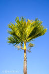 Foto | Bild: Palme und Fruchstand auf Dominica.
Format: JPG | 5464 x 8192 px
