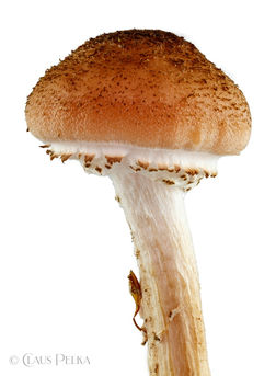 Foto | Bild: Die bezaubernde Welt der Pilze, mit ihren unterschiedliche Arten, Formen und Farben - Pilz auf weißem Hintergrund.
Format: JPG | 6392 x 8688 px