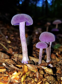 Foto | Bild: Die bezaubernde Welt der Pilze, mit ihren unterschiedliche Arten, Formen und Farben.
Format: JPG | 3024 x 4032 px