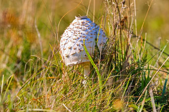 Foto | Bild: Die bezaubernde Welt der Pilze, mit ihren unterschiedliche Arten, Formen und Farben.
Format: JPG | 6720 x 4480 px