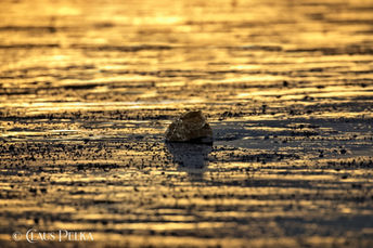 Foto | Bild: Muschel im Norddeutschen Wattenmeer.
Format: JPG | 6720 x 4480 px