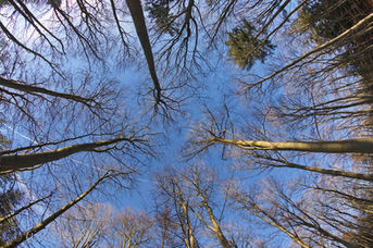 Foto | Bild: Baumkrone, Baumwipfel.
Format: JPG | 6720 x 4480 px