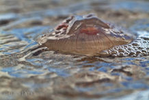 Foto | Bild: Qualle am Strand.
Format: JPG | 5184 x 3456 px
