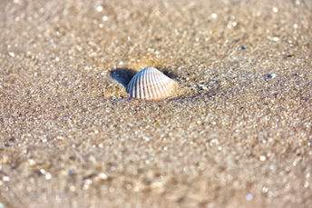 Foto | Bild: Eine einsame Muschel am Elbstrand bei Otterndorf.
Format: JPG | 6720 x 4480 px