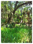 Bildgröße: 2448 x 3264 px
Foto: Florida Myakka River State Park