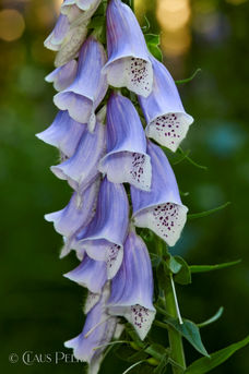 Foto | Bild: Fingerhut.
Format: JPG | 4480 x 6720 px