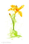 Foto | Bild: Fleurs creatives N° 5
Format: JPG | 8230 x 12345 px