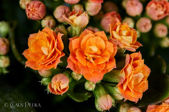 Foto | Bild: Begonie.
Format: JPG | 6718 x 4478 px