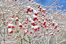 Foto | Bild: Der 'Gewöhnliche Schneeball' - die Früchte sind zuerst gelblich mit zarten roten Bäckchen, später dann leuchtend rot, der winterliche Schmuck der Ziersträucher.
Format: JPG | 8033 x 5358 px