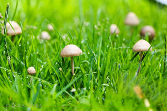 Foto | Bild: Pilze im Rasen.
Format: JPG | 6720 x 4480 px