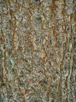 Foto | Bild: Baumrinde.
Format: JPG | 3024 x 4032 px