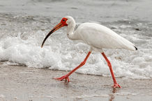 Foto | Bild: Weißer Ibis.
Format: JPG | 5203 x 3469 px