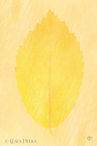 Foto | Bild: Sonnige Blätter auf kreativen gelb-orangenen Hintergrund.
Format: JPG | 6000 x 9000 px