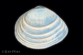 Foto | Bild: Muschel auf schwarzem Hintergrund.
Format: JPG | 7390 x 4926 px