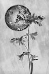 Foto | Bild: Fleurs creatives N° 11
Format: JPG | 6645 x 9968 px