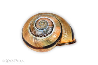 Foto | Bild: Schneckengehäuse | Schneckenhaus auf weißem Hintergrund.
Format: JPG | 5866 x 3910 px