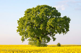Foto | Bild: Baum im Rapsfeld.
Format: JPG | 6720 x 4480 px
