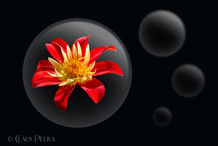 Foto | Bild: Flower Bubble N° 5 | Blüte in der Blase.
Format: JPG | 9000 x 6000 px