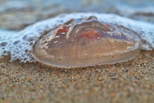 Foto | Bild: Qualle am Strand.
Format: JPG | 5184 x 3456 px