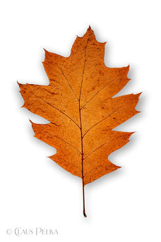 Foto | Bild: Eichenblatt auf weißem Hintergrund.
Format: JPG | 5333 x 8000 px