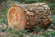 Foto | Bild: Baumstamm.
Format: JPG | 6720 x 4480 px
