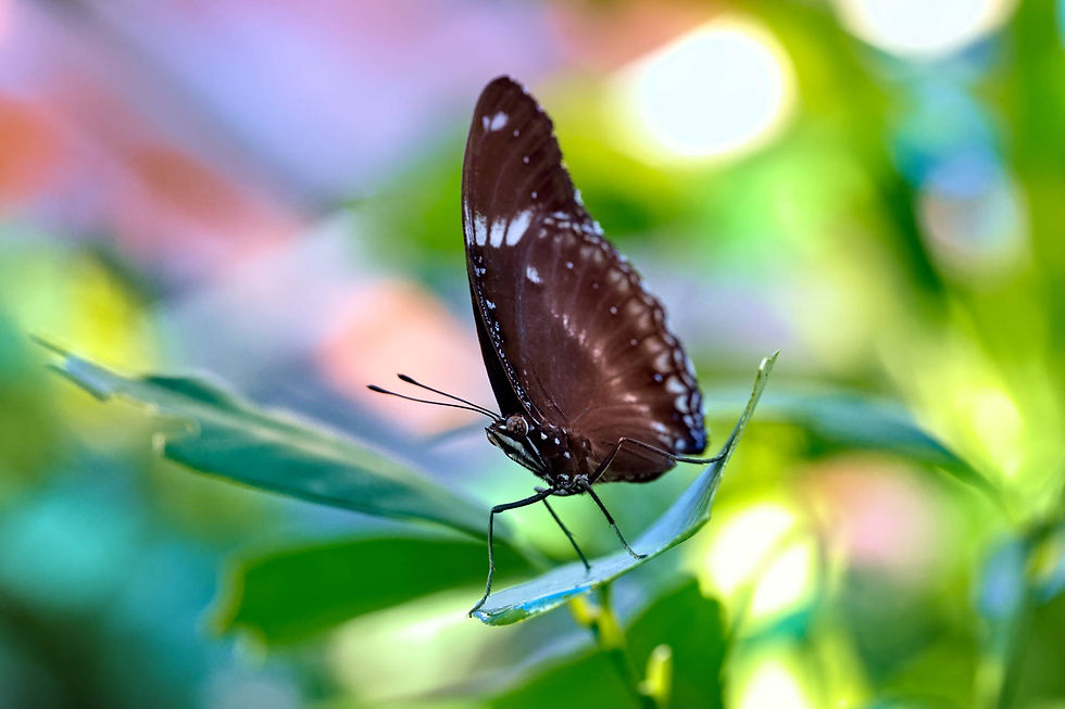 Photo: Butterfly