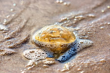 Foto | Bild: Qualle am Strand.
Format: JPG | 6720 x 4480 px