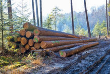 Foto | Bild: Holzpolter - Gestapelte Baumstämme.
Format: JPG | 8192 x 5464 px