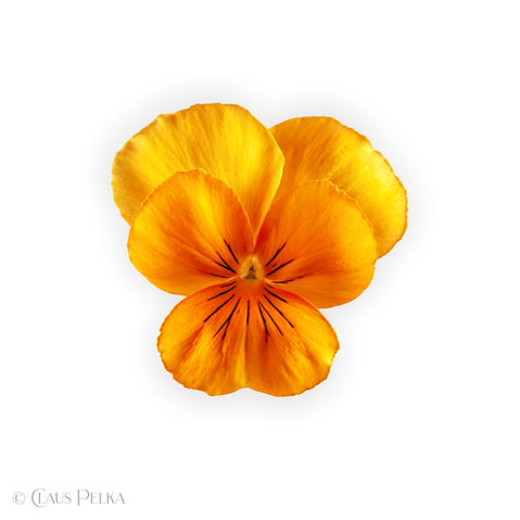 Foto | Bild: Stiefmütterchen gelb auf weißem Hintergrund.
Format: JPG | 8300 x 8300 px