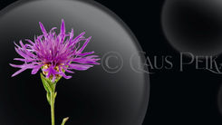 Bubble – Bilder von Blüten in der Blase.