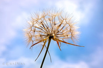 Foto | Bild: Löwenzahn | Pusteblume vor blauem Himmel.
Format: JPG | 6720 x 4480 px