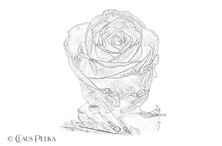 Foto | Bild: Line Drawing - Rose.
Format: JPG | 11867 x 7778 px