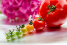 Foto | Bild: Tomaten Wachstumsphase vor dezenten Bokeh.
Format: JPG | 5184 x 3456 px