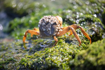 Foto | Bild: Eine Nordseekrabbe beim Sonnenbaden am Otterndorfer Elbstrand.
Format: JPG | 6720 x 4480 px