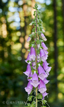 Foto | Bild: Fingerhut.
Format: JPG | 3915 x 6471 px