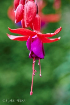 Foto | Bild: Fuchsie.
Format: JPG | 5792 x 8688 px