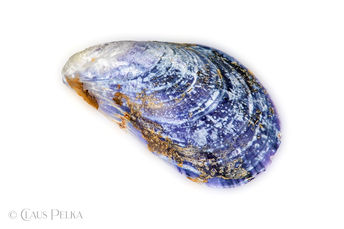 Foto | Bild: Muschel auf weißem Hintergrund.
Format: JPG | 6261 x 4173 px