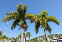 Foto | Bild: Palme und Fruchstand auf Antigua.
Format: JPG | 8192 x 5464 px
