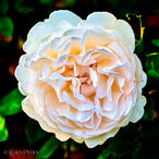 Foto | Bild: Weiße Rose.
Format: JPG | 4480 x 4480 px