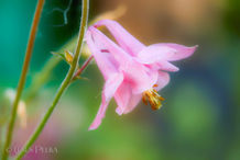 Foto | Bild: Akelei.
Format: JPG | 6720 x 4480 px