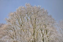 Foto | Bild: Winterlandschaft am Otterndorfer See.
Format: JPG | 7904 x 5272 px