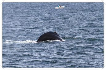 Bildgröße: 5184 x 3456 px
Foto: Wal - Finne