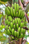 Foto | Bild: Grüne Bananenstaude hängend am Baum.
Format: JPG | 3456 x 5184 px