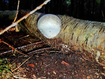 Foto | Bild: Die bezaubernde Welt der Pilze, mit ihren unterschiedliche Arten, Formen und Farben.
Format: JPG | 4032 x 3024 px