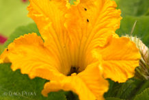 Foto | Bild: Kürbis Blüte.
Format: JPG | 6720 x 4480 px