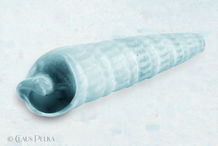 Foto | Bild: Icy Shell Collection N° 4.
Format: JPG | 9000 x 6000 px