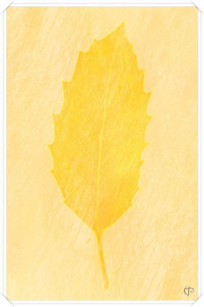 Foto: Sonnige Blätter auf kreativen gelb-orangenen Hintergrund.
Bildgröße: 6000 x 9000 px