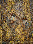 Foto | Bild: Baumrinde.
Format: JPG | 3024 x 4032 px