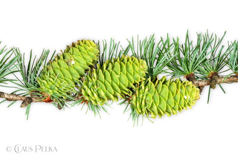 Foto | Bild: Tannenzweig mit Tannenzapfen auf weißem Hintergrund.
Format: JPG | 6718 x 4478 px